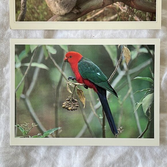 Australian Wildlife Photography Greeting Cards - Picture 11 of 16